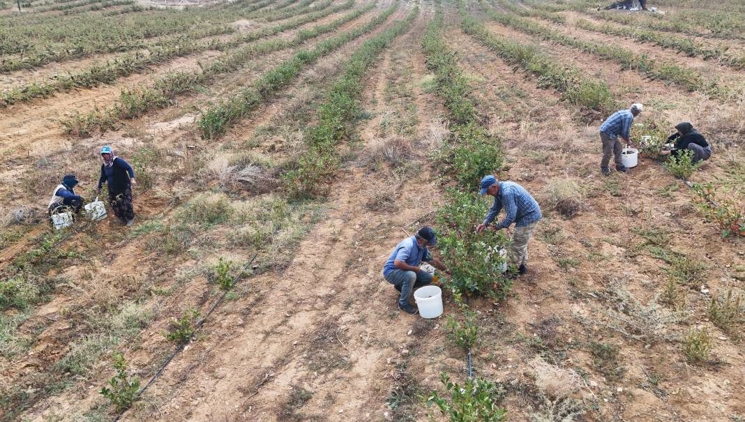 Türkiye'de ilk kez hasadı yapıldı: Dünyada 'süper meyve' olarak biliniyor 1