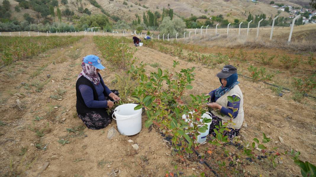 Türkiye'de ilk kez hasadı yapıldı: Dünyada 'süper meyve' olarak biliniyor 7