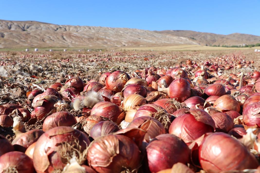 Sivas’ta üretiliyor: Çorum moru olanı Dubai mutfağına gidiyor 7