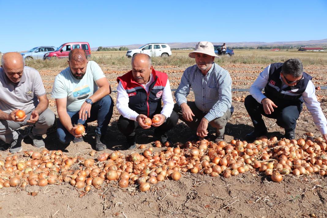 Sivas’ta üretiliyor: Çorum moru olanı Dubai mutfağına gidiyor 4