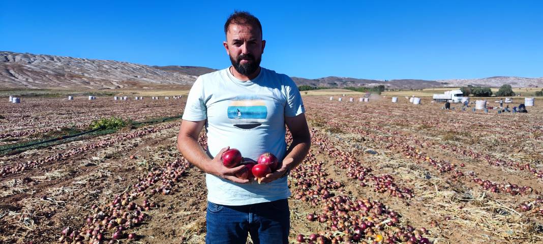 Sivas’ta üretiliyor: Çorum moru olanı Dubai mutfağına gidiyor 2