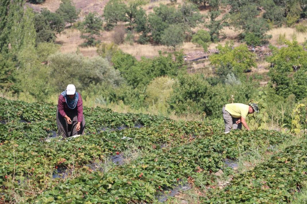 5 dekarda başlayıp 900 dekara kadar çıktı: Sıcak para getiriyor, veresiyesi hiç yok 3