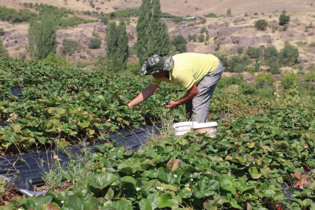 5 dekarda başlayıp 900 dekara kadar çıktı: Sıcak para getiriyor, veresiyesi hiç yok 4