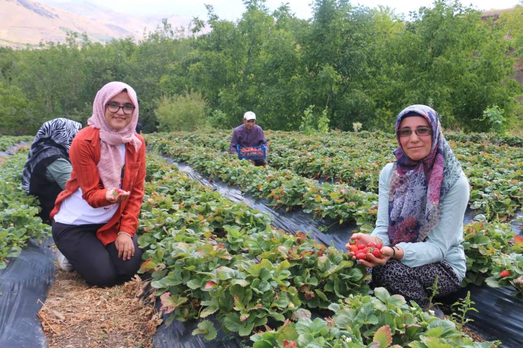 5 dekarda başlayıp 900 dekara kadar çıktı: Sıcak para getiriyor, veresiyesi hiç yok 10