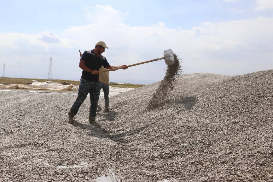 Ağrı Dağı eteklerinde hasadı başladı: 310 milyonluk getiri bekleniyor 1