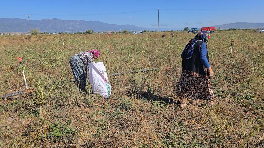 Hasat tarlada kaldı, 500 ton ürünü ücretsiz dağıttı 1