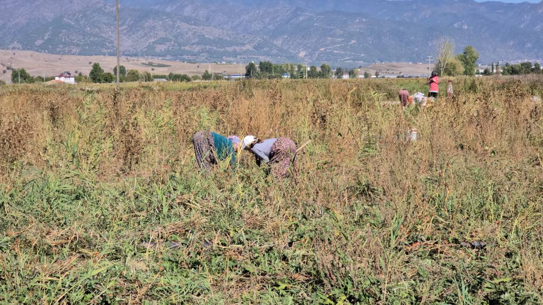 Hasat tarlada kaldı, 500 ton ürünü ücretsiz dağıttı 5