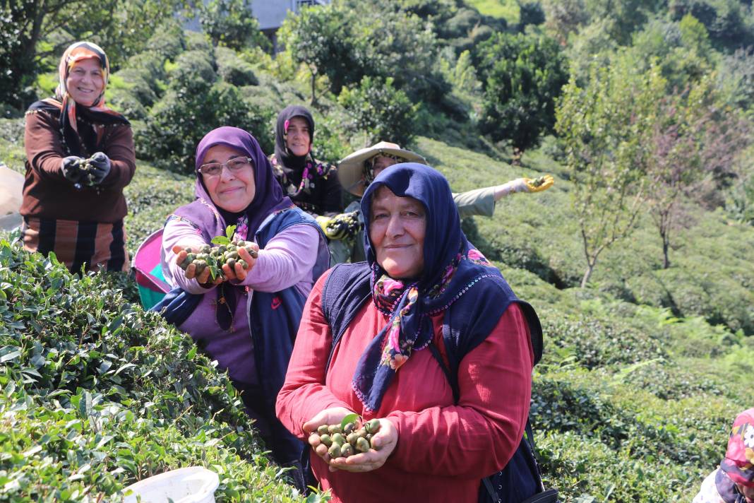 Yaprağı ayrı çöpü ayrı tohumu ayrı para ediyor: Rize'nin yeni gelir kapısı oldu 5