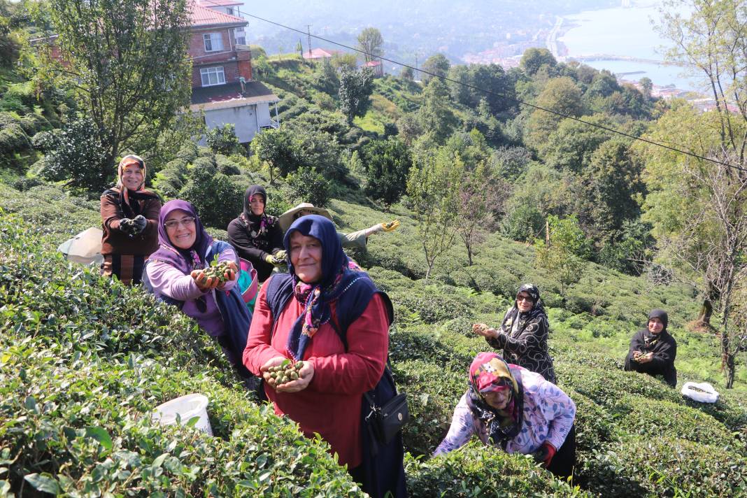 Yaprağı ayrı çöpü ayrı tohumu ayrı para ediyor: Rize'nin yeni gelir kapısı oldu 1