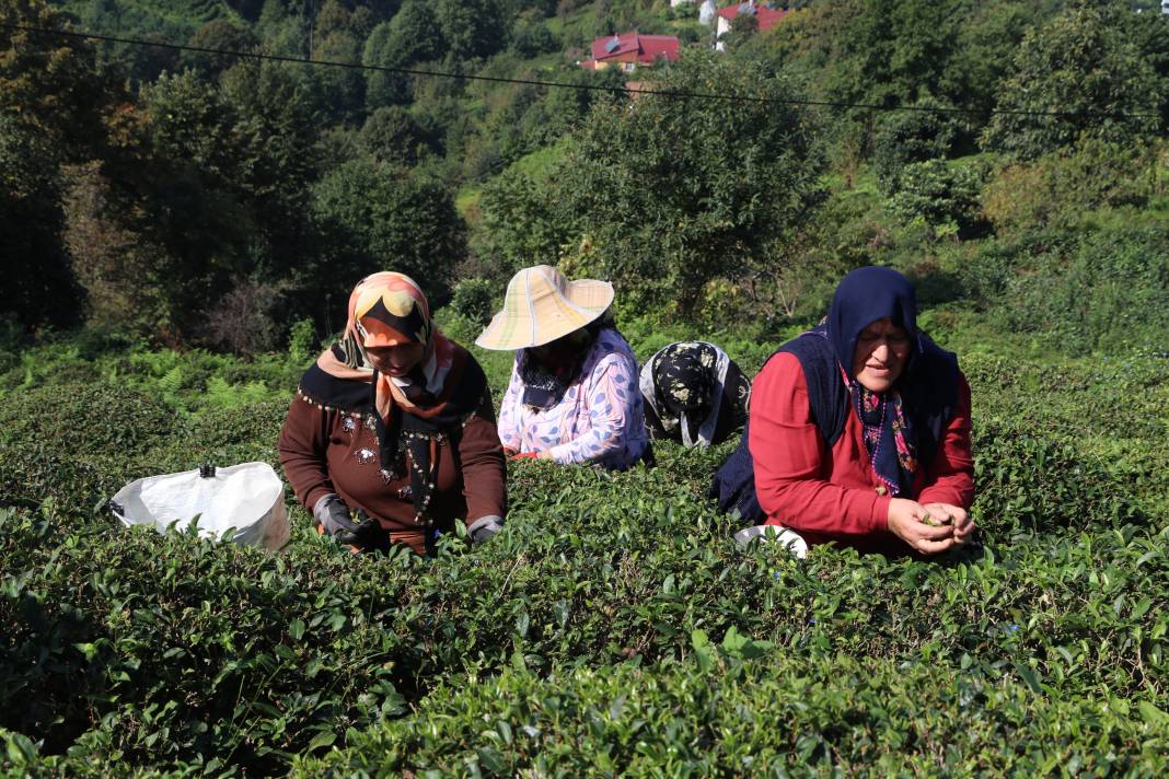 Yaprağı ayrı çöpü ayrı tohumu ayrı para ediyor: Rize'nin yeni gelir kapısı oldu 2