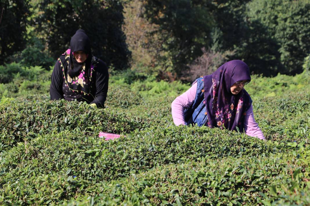 Yaprağı ayrı çöpü ayrı tohumu ayrı para ediyor: Rize'nin yeni gelir kapısı oldu 3