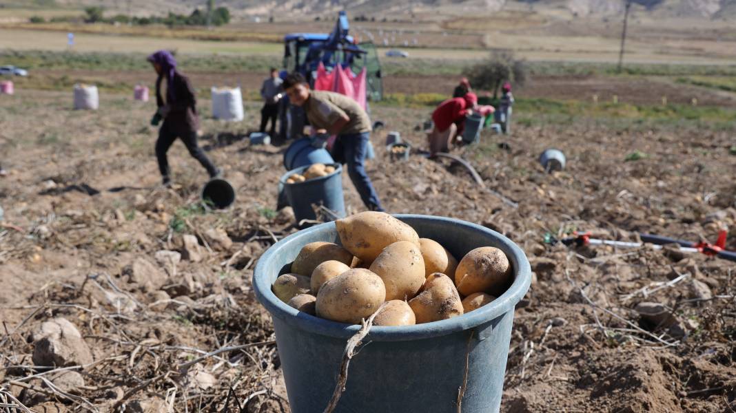 Hasadı başladı, kilosu 2 TL’ye kadar düştü  Kapış kapış gidiyor 6