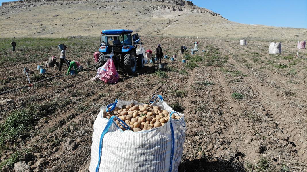 Hasadı başladı, kilosu 2 TL’ye kadar düştü  Kapış kapış gidiyor 7