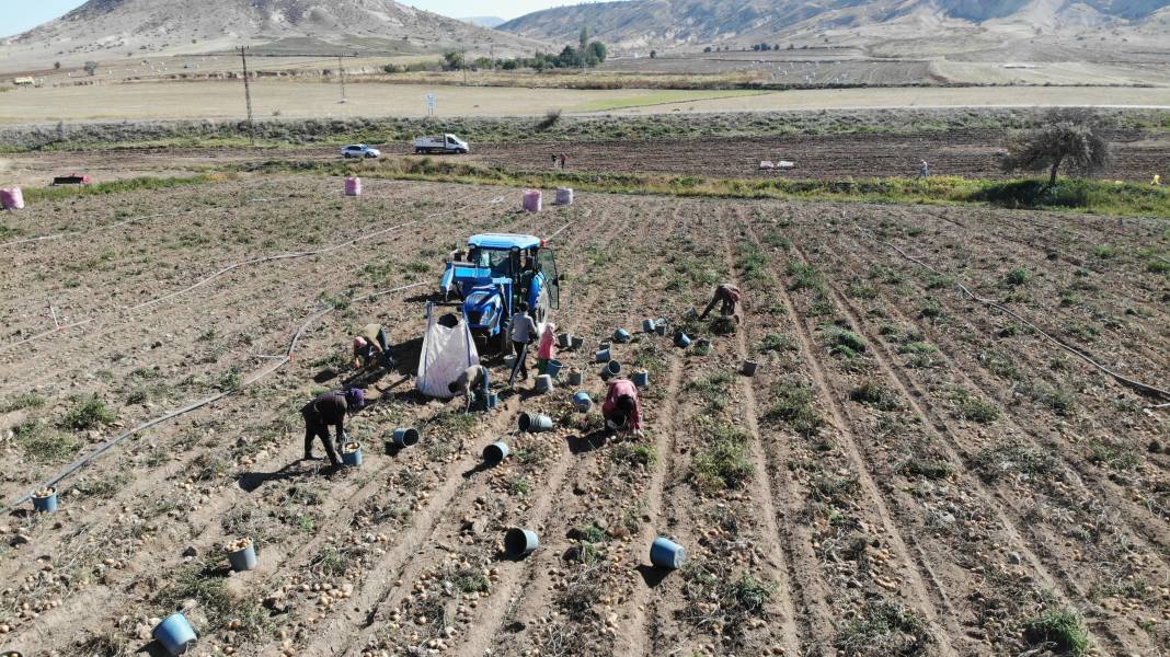 Hasadı başladı, kilosu 2 TL’ye kadar düştü  Kapış kapış gidiyor 4