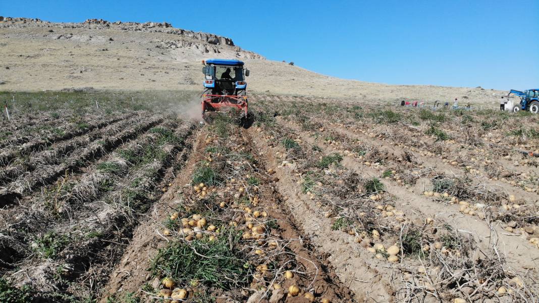 Hasadı başladı, kilosu 2 TL’ye kadar düştü  Kapış kapış gidiyor 5