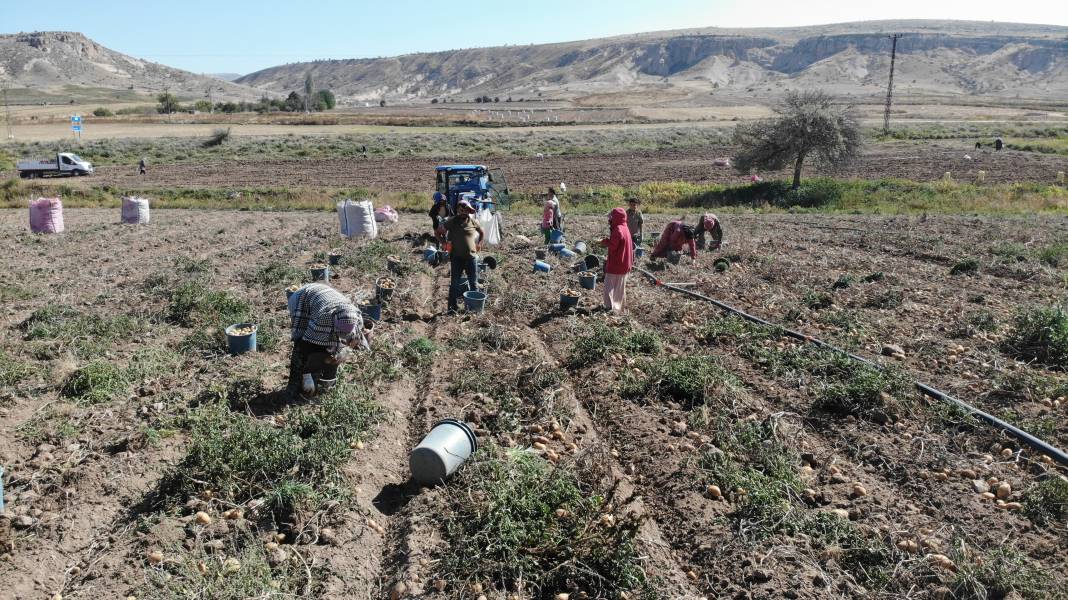 Hasadı başladı, kilosu 2 TL’ye kadar düştü  Kapış kapış gidiyor 3