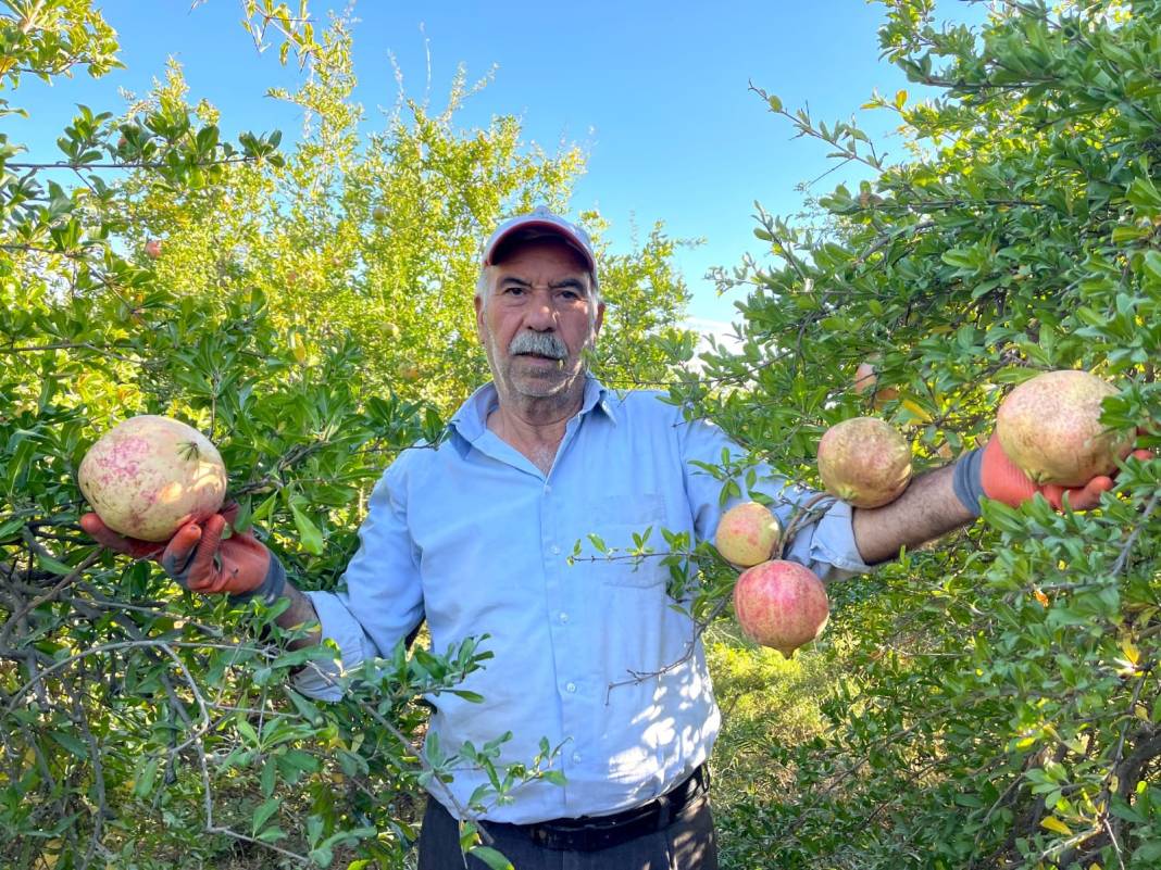 Kökeni Babillere dayanıyor... Avrupa Birliği tescilli üründe hasat başladı 5