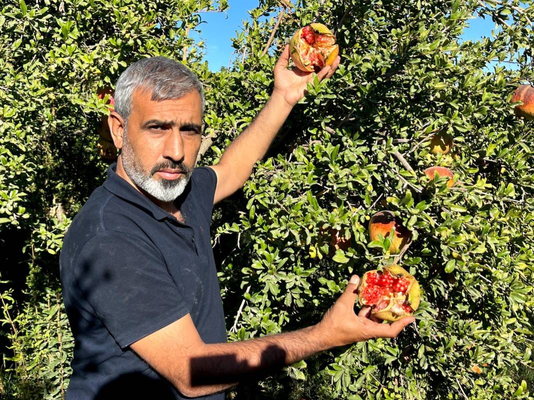 Kökeni Babillere dayanıyor... Avrupa Birliği tescilli üründe hasat başladı 3