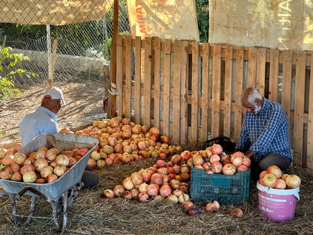 Kökeni Babillere dayanıyor... Avrupa Birliği tescilli üründe hasat başladı 2