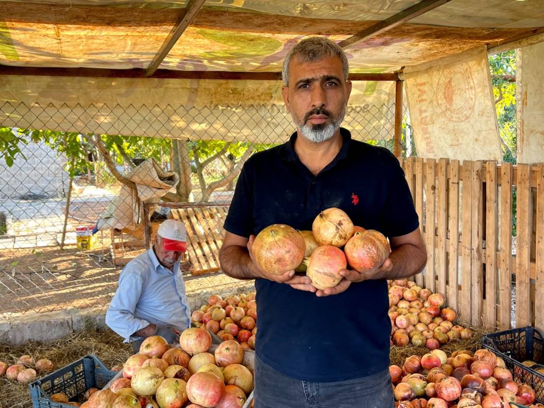 Kökeni Babillere dayanıyor... Avrupa Birliği tescilli üründe hasat başladı 6