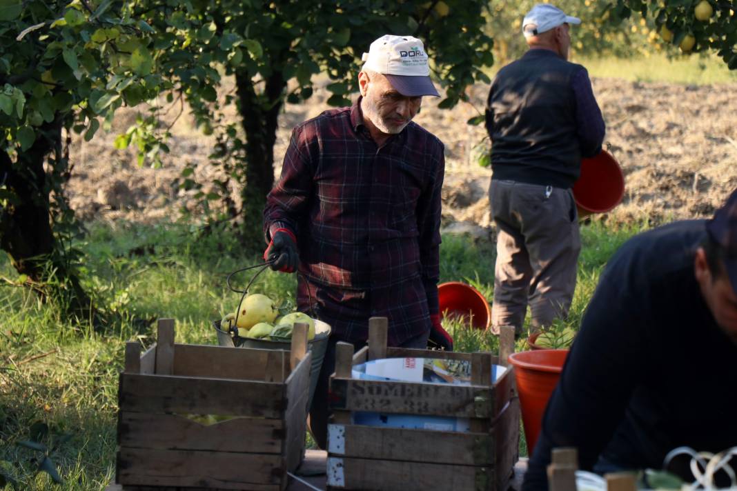 Dalların altınında hasat zamanı: Dünyada rakibi yok 2