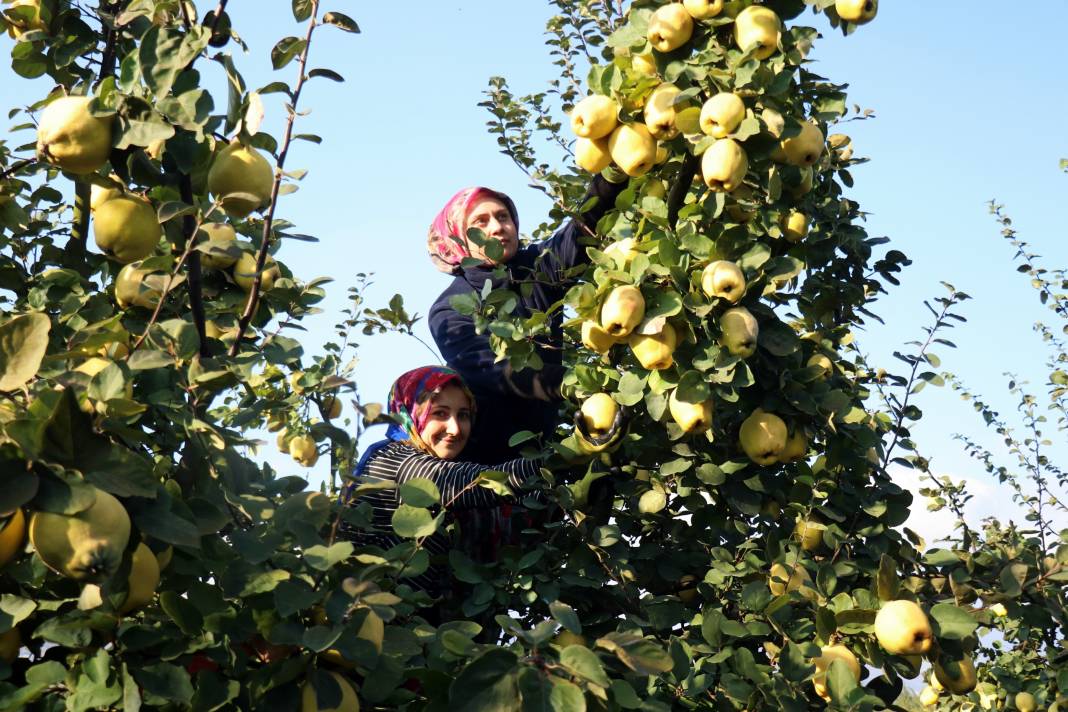 Dalların altınında hasat zamanı: Dünyada rakibi yok 18