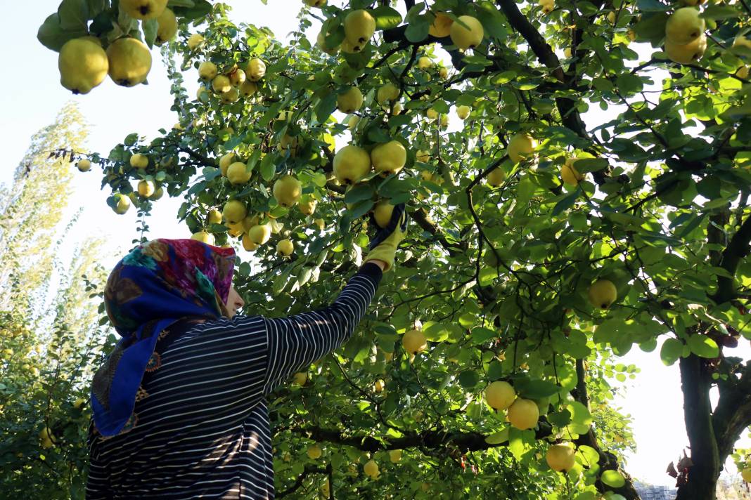 Dalların altınında hasat zamanı: Dünyada rakibi yok 7