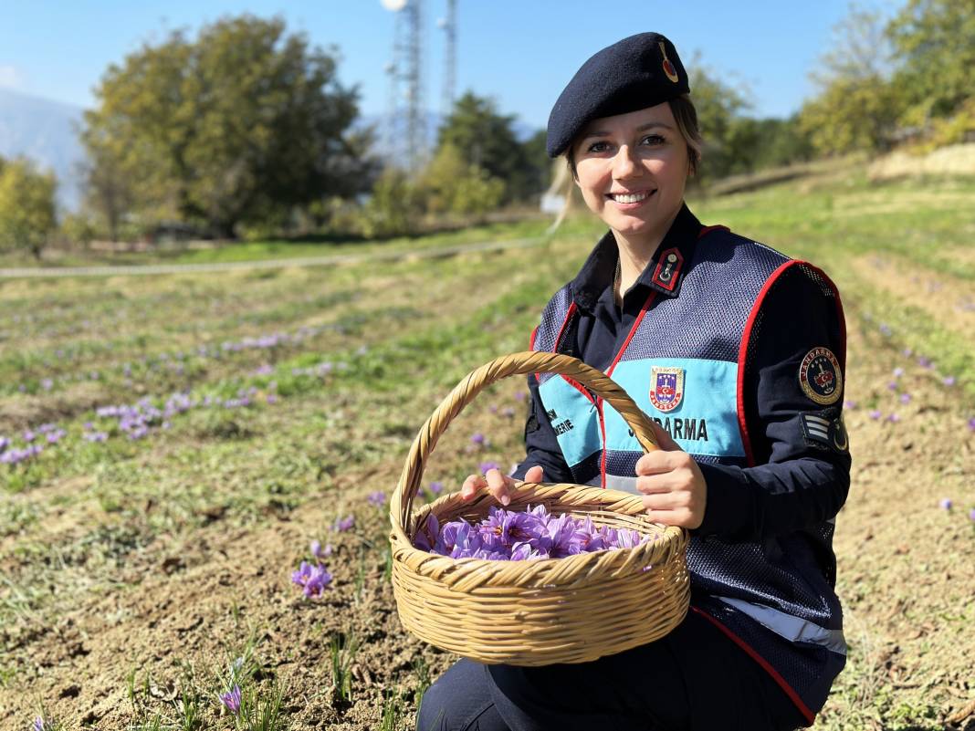 İşte dünyanın en pahalı baharatı: Hasadı duyan soluğu tarlada aldı 10