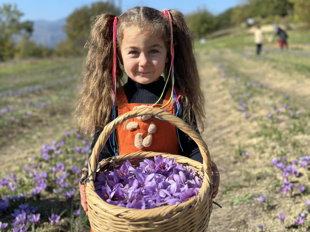 İşte dünyanın en pahalı baharatı: Hasadı duyan soluğu tarlada aldı 6