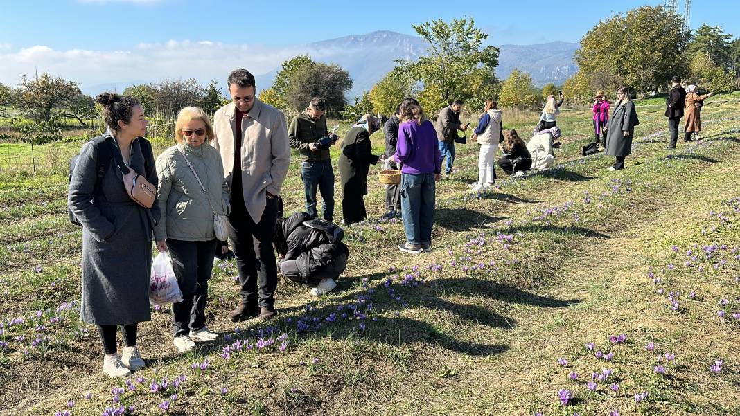 İşte dünyanın en pahalı baharatı: Hasadı duyan soluğu tarlada aldı 3