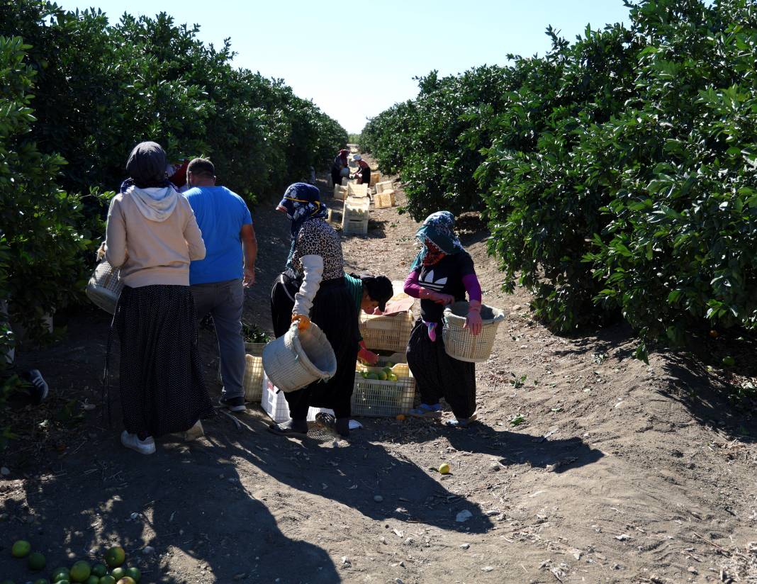 Sıcak hava verimi etkiledi: Erkenci hasat başladı 14