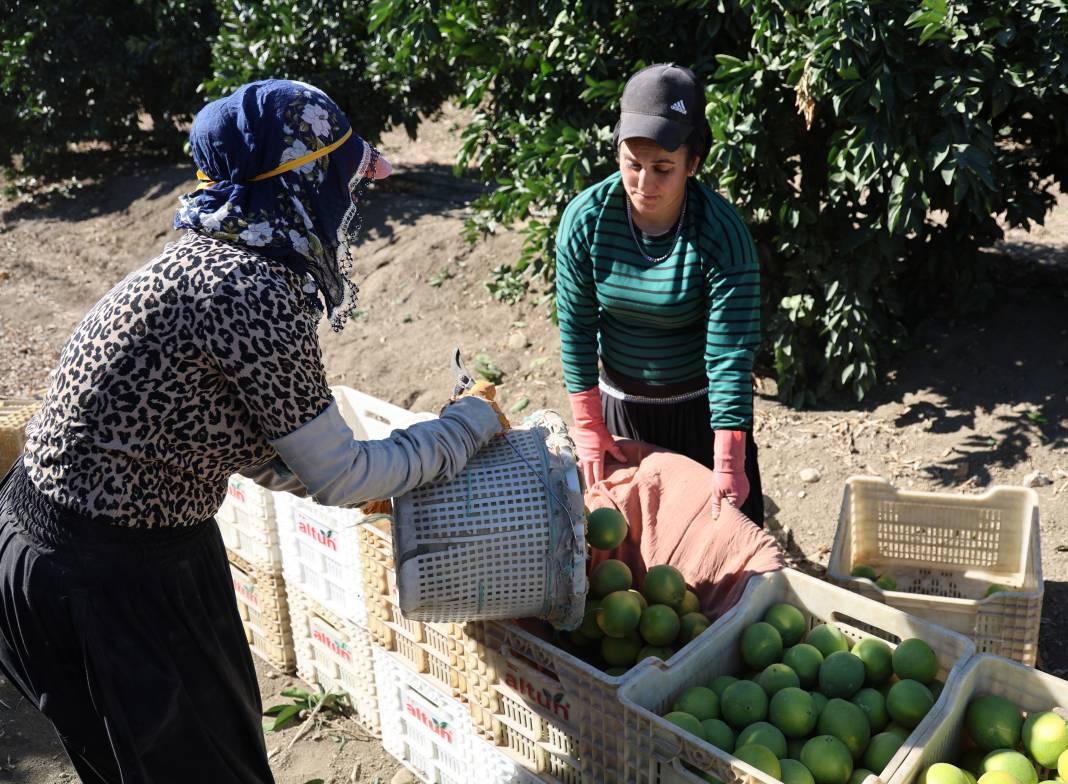 Sıcak hava verimi etkiledi: Erkenci hasat başladı 16