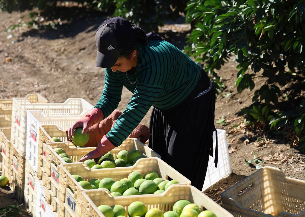 Sıcak hava verimi etkiledi: Erkenci hasat başladı 10