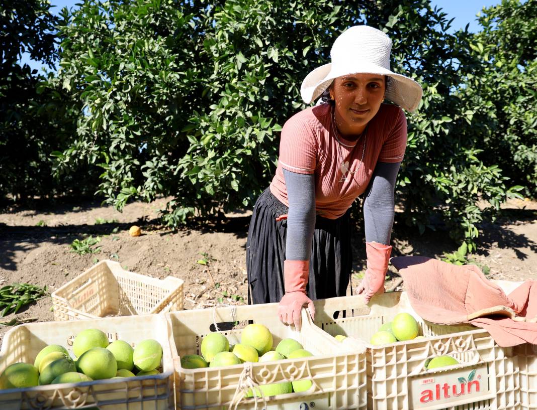 Sıcak hava verimi etkiledi: Erkenci hasat başladı 6