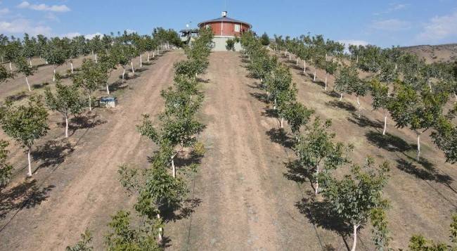 Memleketine döndü hobi olarak başladı: 35 ton mahsul bekliyor 6