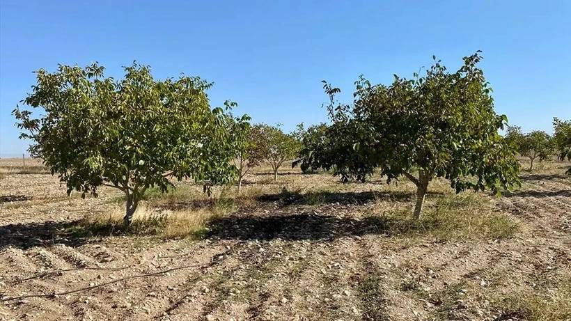 Avusturya’da 25 yıl taksicilik yaptı, memleketinde aldığı 20 dönüm arazide paraya para demedi 2