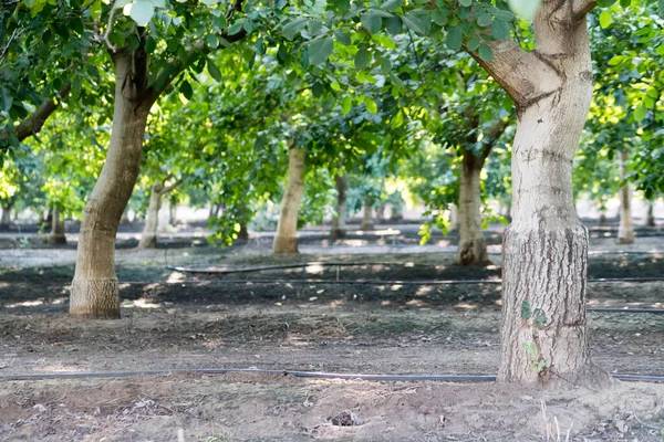 Avusturya’da 25 yıl taksicilik yaptı, memleketinde aldığı 20 dönüm arazide paraya para demedi 4