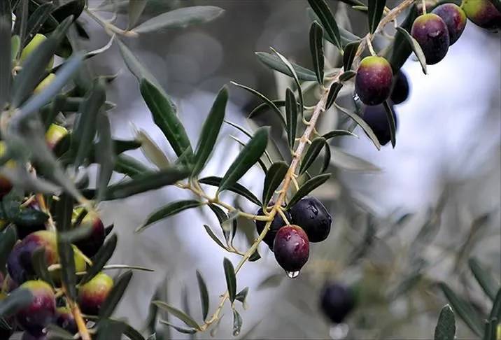 Bakanlık tek tek açıkladı: İşte hileli zeytinyağı markaları 10