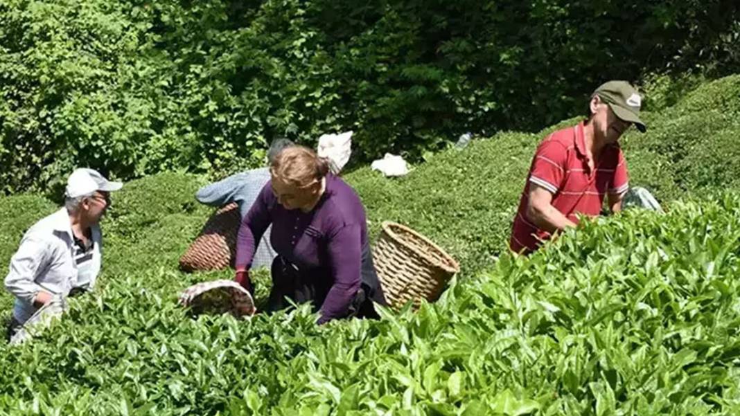 Çayın başkenti Rize'de büyük şaşkınlık! "İklim krizinin çaya olumlu etkisi oldu" 2