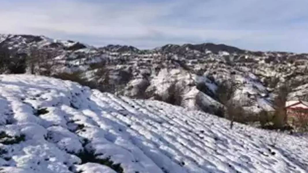 Çayın başkenti Rize'de büyük şaşkınlık! "İklim krizinin çaya olumlu etkisi oldu" 5