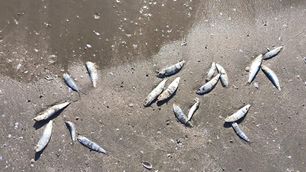 Hatay'da korkutan görüntü! Ölü balıklar sahile vurdu