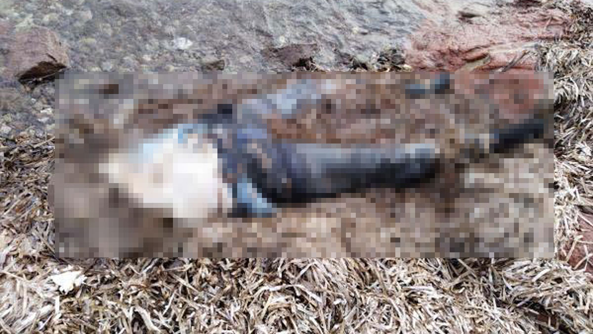 Bodrum’da bedeninin üst kısmı olmayan kadın cesedi bulundu