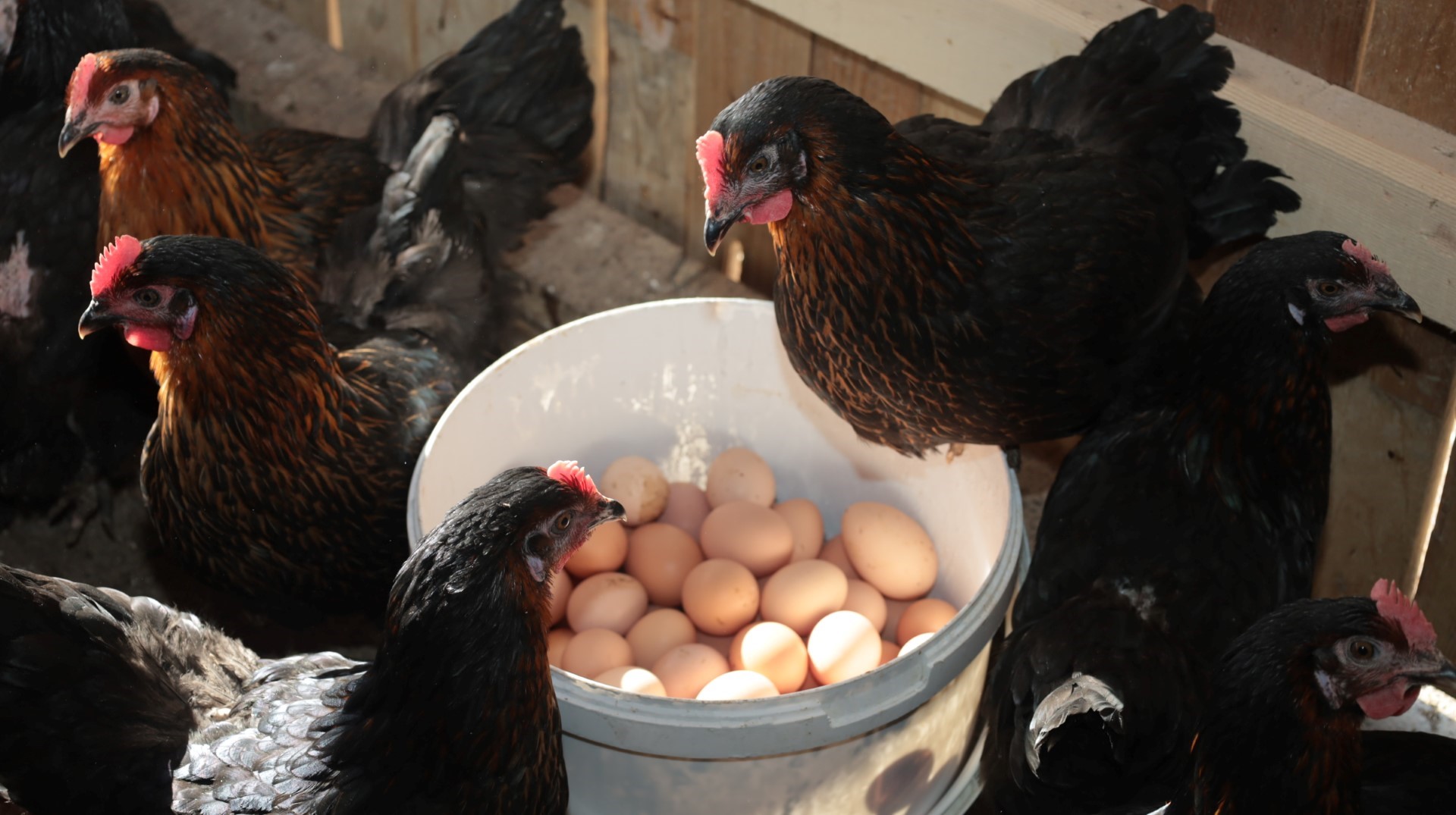 Kırsal kalkınmaya yumurta dopingi: Hibeli tavuk İlk yumurtalarını verdi