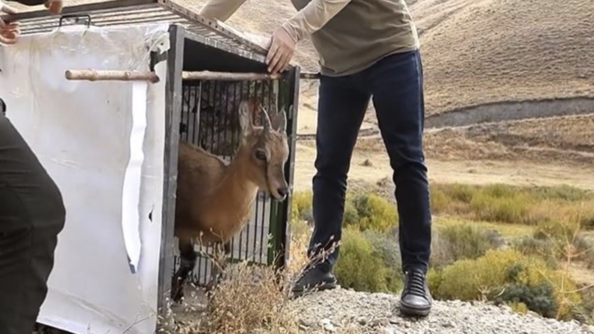 Yavru yaban keçisi ailesine kavuştu