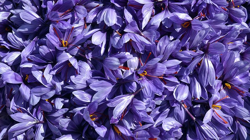 "Mucize bitki" safranda erken hasat