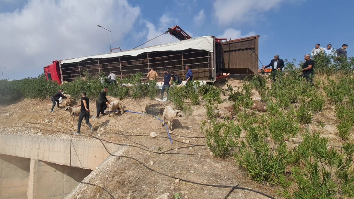 Karayolu savaş alanına döndü: Onlarca koyun telef oldu