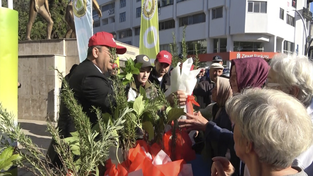 Bafra’da 40 bin fidan dağıtıldı