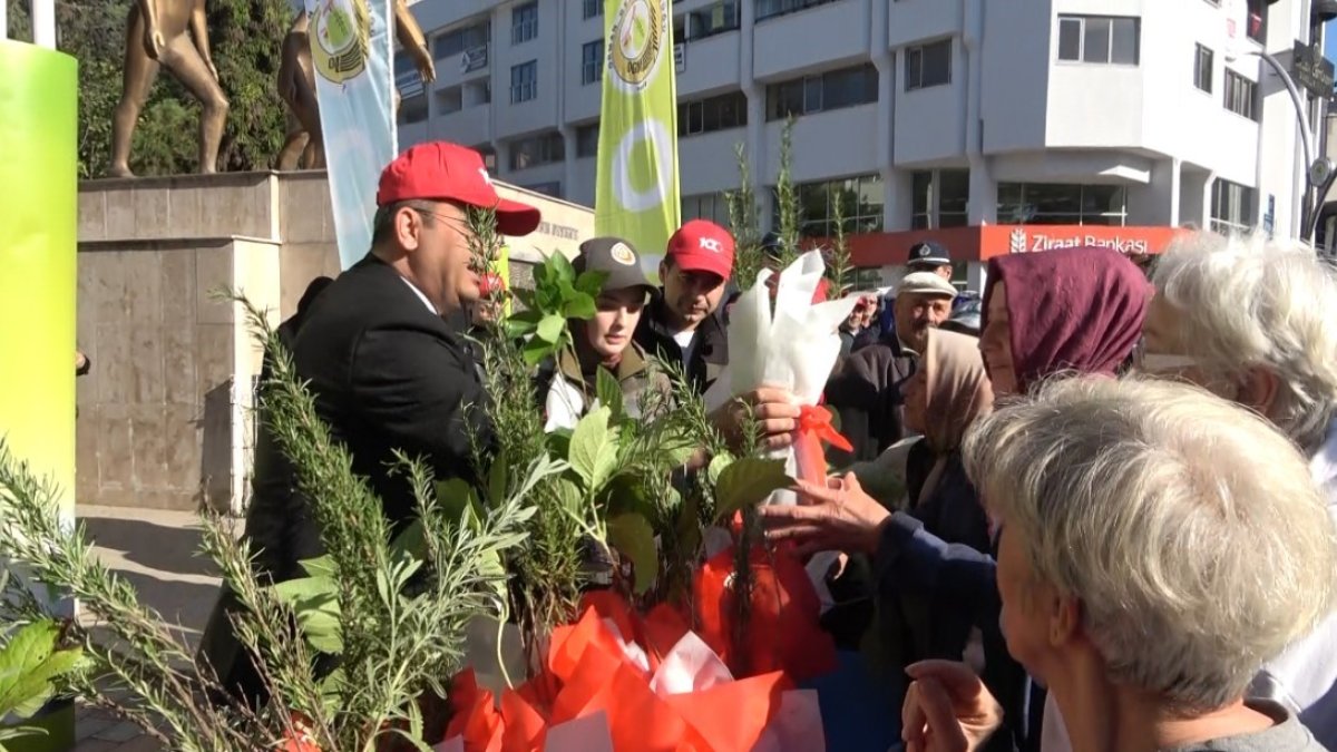 Bafra’da 40 bin fidan dağıtıldı