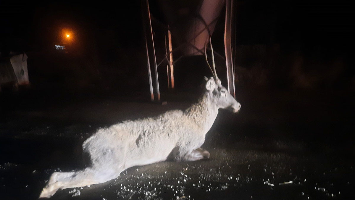 Bolu'da aracın çarptığı geyik telef oldu