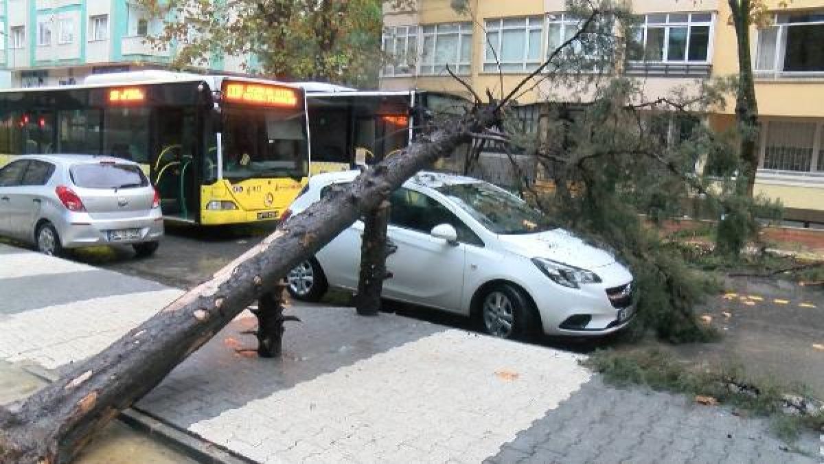 Yağış sonrası Maltepe'de ağaç otomobilin üzerine devrildi
